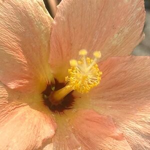 Meet your Posher, Viv